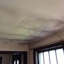 mold removal services amherst nh