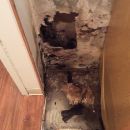 Black Mold Clean Up – Candia, NH