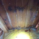 Mold and Mildew Removal Services - Portsmouth, NH 03801