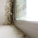 A closeup of a corner of a white windowsill. Along the bottom and sides of the sill, you can see green mold in spots and patches.