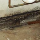 mold remediation in basement londonderry nh