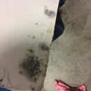 Mold Clean Up Service - Auburn, NH 03032