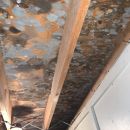attic mold removal derry nh