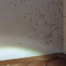 Black Mold Removal Service - Derry, NH 03038