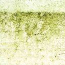 Mold Testing versus Mold Remediation NH