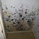 Attic Mold Removal - Hudson, NH 03051