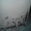 House Mold Removal - Salem, NH 03079