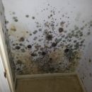 mold removal services - biddeford ME