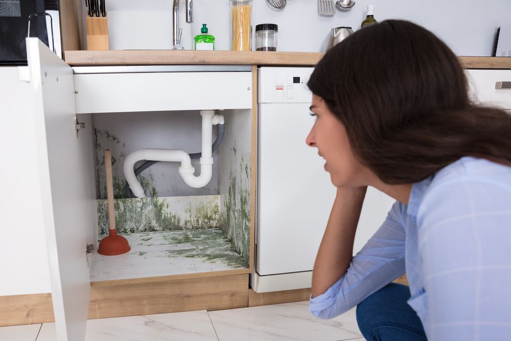 A young woman looks under her kitchen sink in horror as she finds mold growing in the white cabinets below it