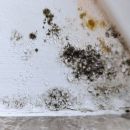 Black mold growing on a white wall