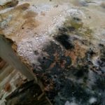 inspect for mold nh soilaway