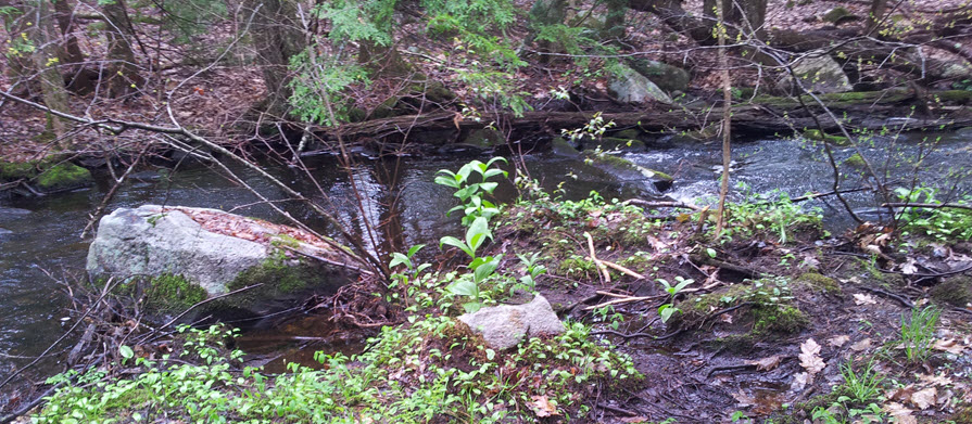 Pittsfield NH- Soil-Away
