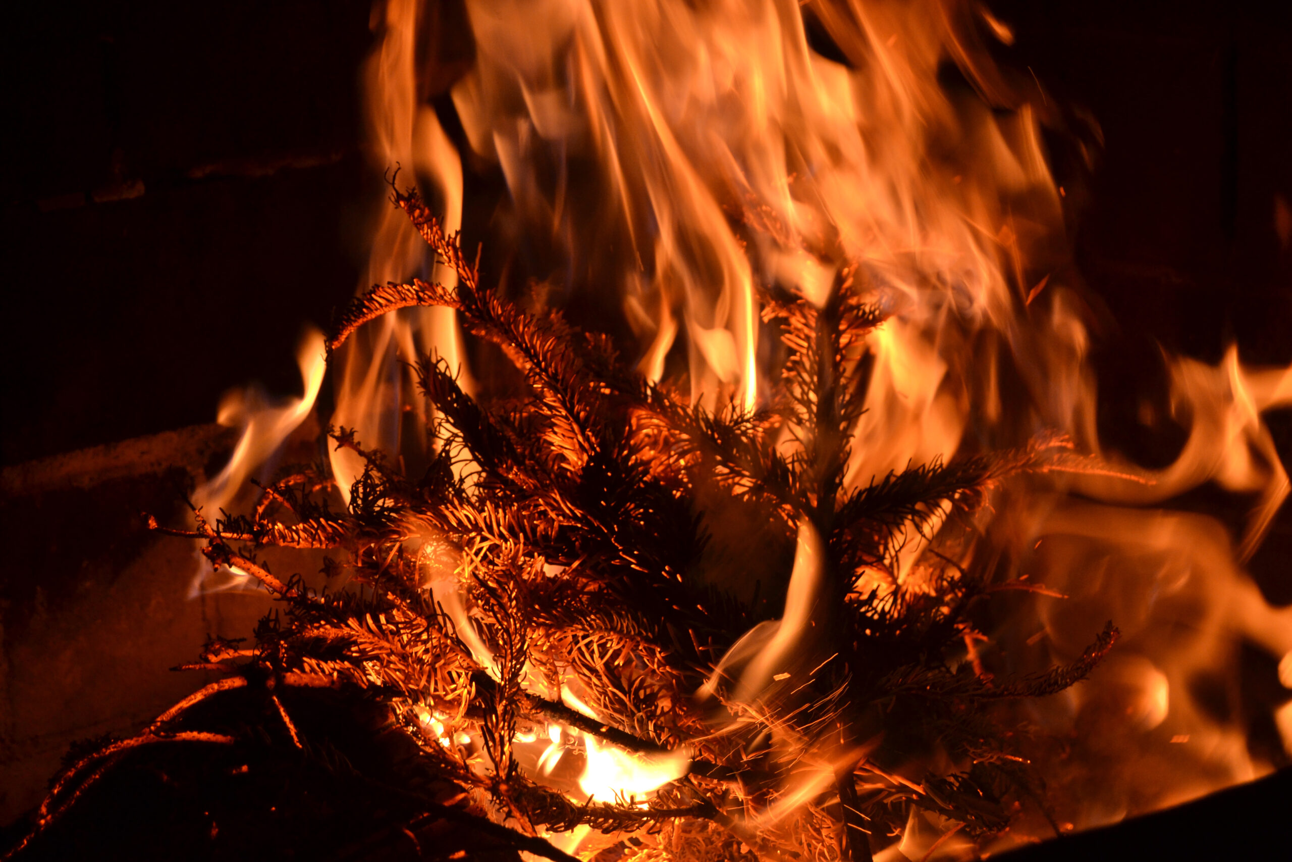 How to Prevent Christmas Tree Fires SoilAway NH, MA, ME